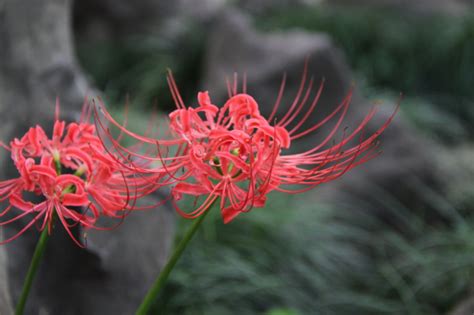 彼岸花 沖生肖意思